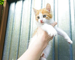 Кошки в Москве: Котенок в добрые руки  Мальчик, Бесплатно - фото 5