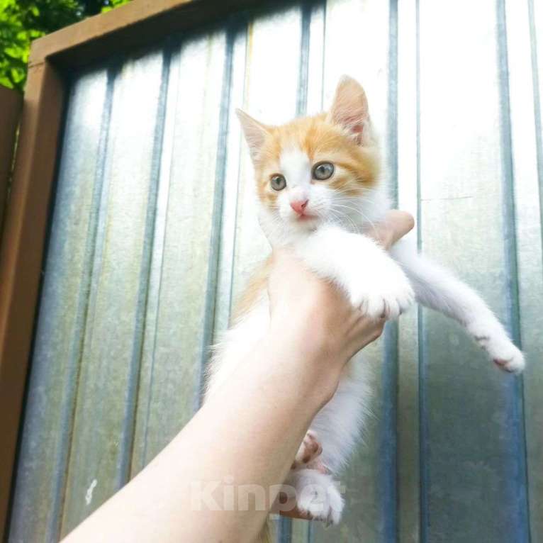 Кошки в Москве: Котенок в добрые руки  Мальчик, Бесплатно - фото 5