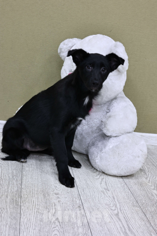 Собаки в Москве: Щенки бесплатно в Москве Девочка, Бесплатно - фото 7