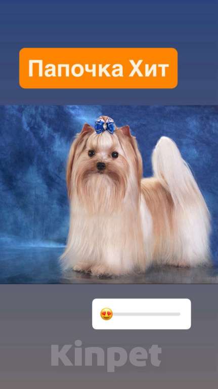 Собаки в Москве: На продажу щенок Голддаст йоркширский терьер Мальчик, 65 000 руб. - фото 8