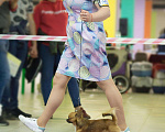 Собаки в Москве: Вязка чихуахуа, 1 000 руб. - фото 4