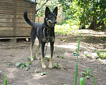Собаки в Новосибирске: Доче нужна семья Девочка, 1 руб. - фото 1