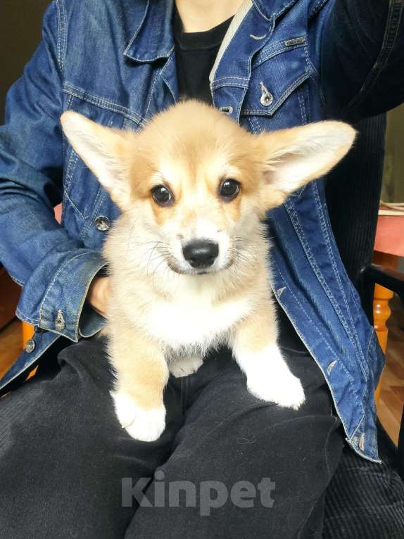Собаки в Москве: малыш корги Мальчик, 35 000 руб. - фото 3