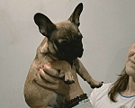 Собаки в Хадыженске: Мальчик Французский бульдог РКФ  Мальчик, 80 000 руб. - фото 4