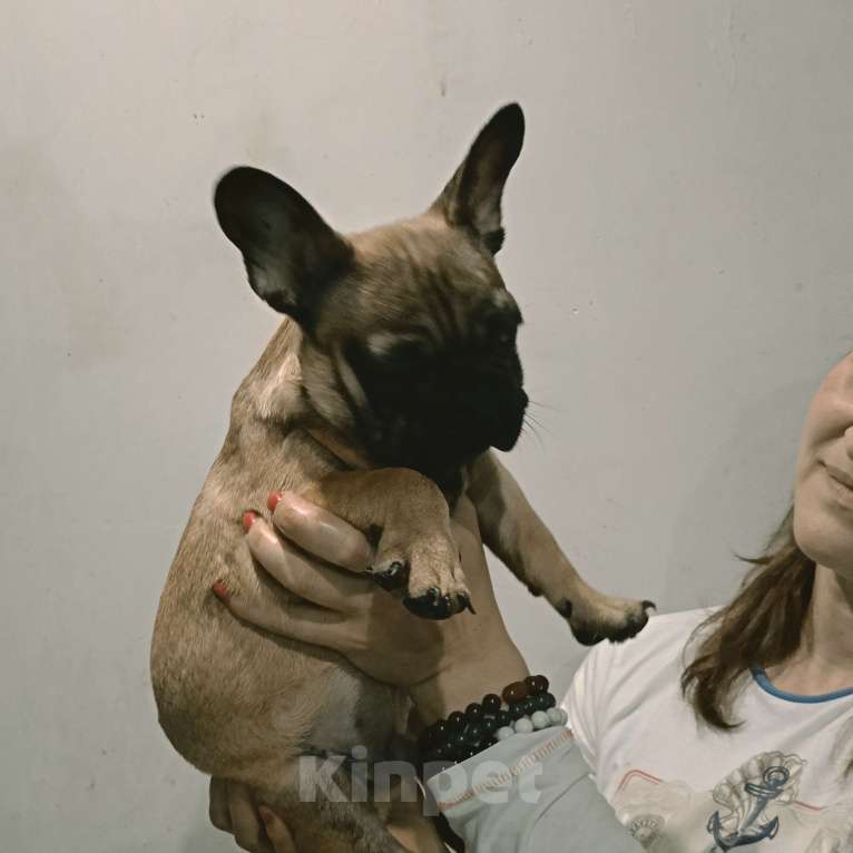 Собаки в Хадыженске: Мальчик Французский бульдог РКФ  Мальчик, 80 000 руб. - фото 4