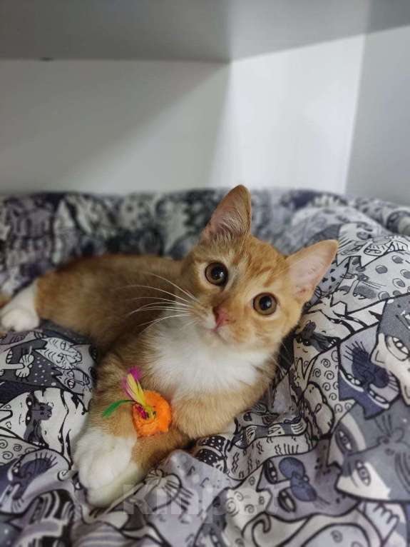 Кошки в Москве: котенок Гарри ищет дом Мальчик, Бесплатно - фото 6