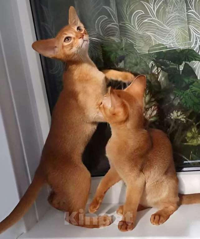 Кошки в Нижнем Новгороде: Абиссинская принцесса Девочка, Бесплатно - фото 6