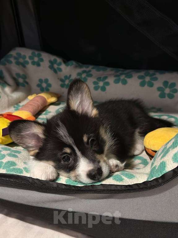 Собаки в других городах Московской области: Щенки Вельш-корги пемброк Мальчик, 85 000 руб. - фото 3