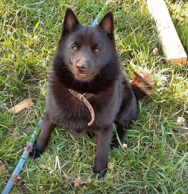 Собаки в Краснодаре: Пропала собака кличка Тео Мальчик, 10 000 руб. - фото 3