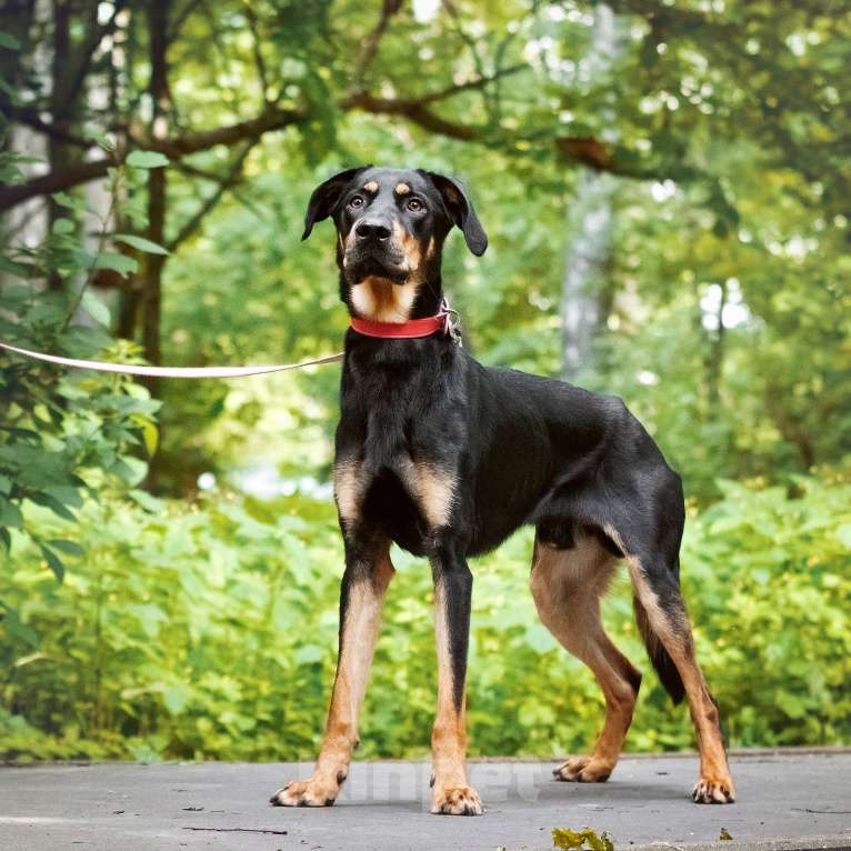 Собаки в Москве: Метис добермана. Громушка обожает людей Мальчик, Бесплатно - фото 3