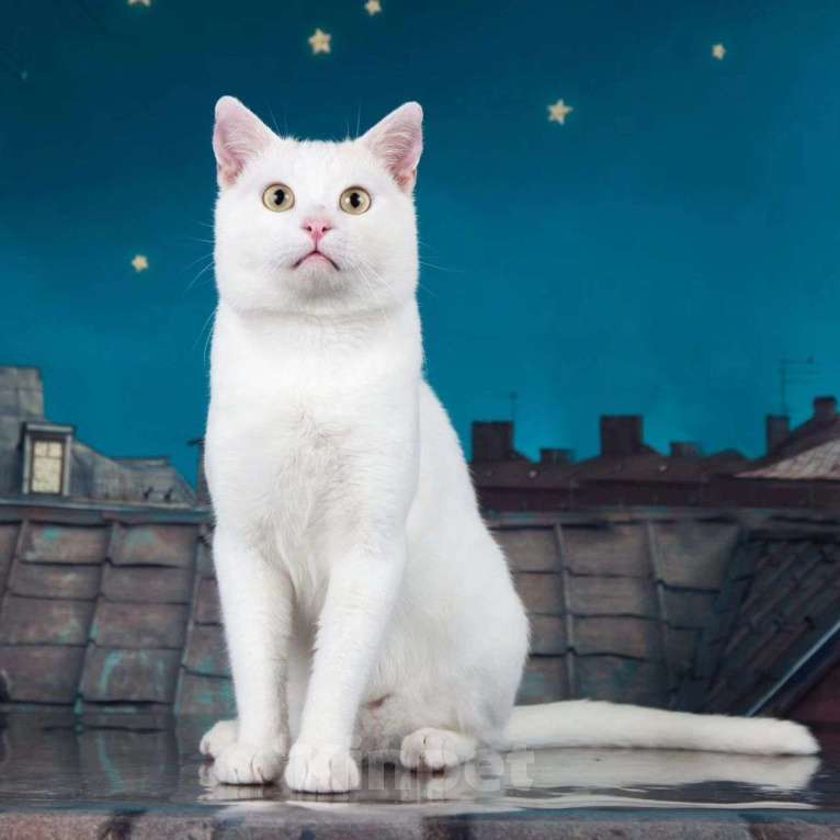 Кошки в Москве: Белый котик Лёва мечтает о доме Мальчик, Бесплатно - фото 3