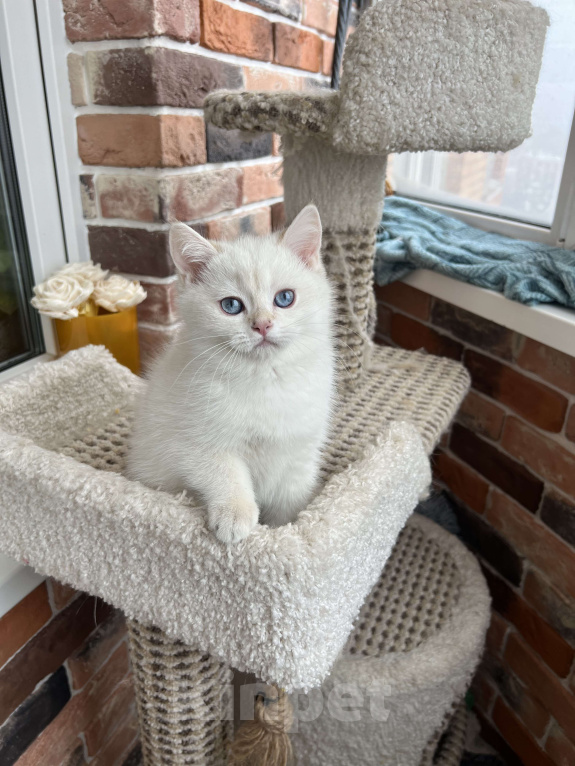 Кошки в Москве: Британская золотая шиншилла колор-пойнт Мальчик, 50 000 руб. - фото 4