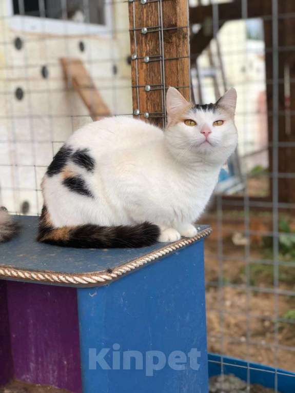 Кошки в Дмитрове: Кошечка с "чёлкой" ищет дом Девочка, Бесплатно - фото 3