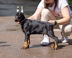 Собаки в Зеленограде: Кобель 2 мес  Мальчик, 100 000 руб. - фото 5