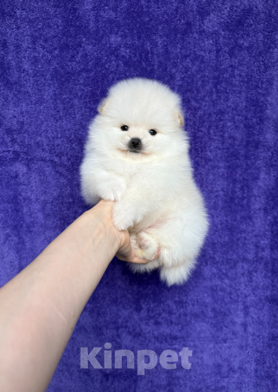 Собаки в Москве: Мальчик Мальчик, 30 000 руб. - фото 1