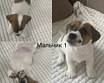 Собаки в Кинели: Щенки Джек Рассел терьер Разнополые, Бесплатно - фото 1