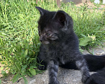 Кошки в Одинцово: Царапка серая Девочка, 1 руб. - фото 2