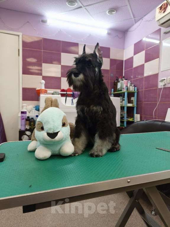 Собаки в Москве: Щенок цвергшнауцера, мальчик.полностью купирован. Мальчик, 65 000 руб. - фото 2