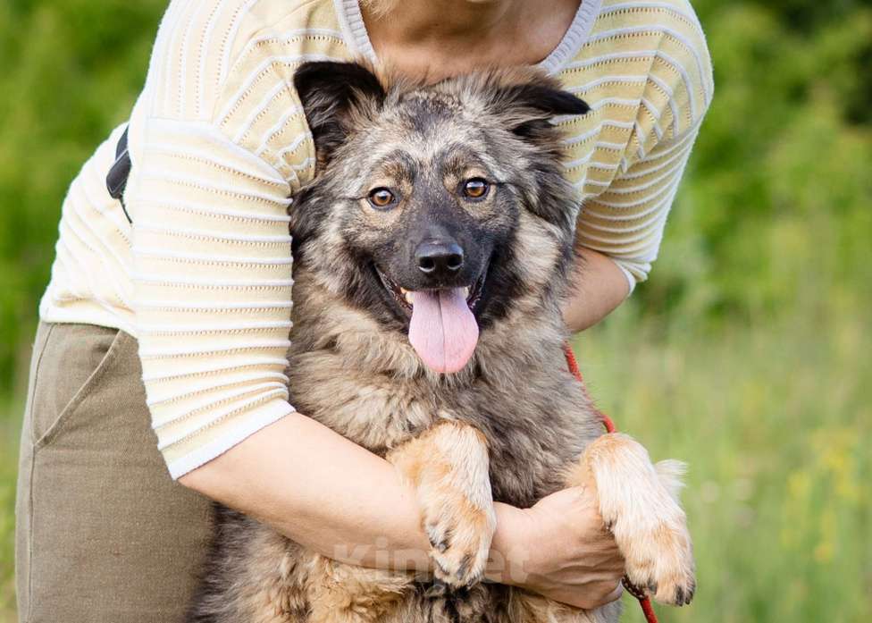 Собаки в Москве: Небольшая девочка из приюта ищет дом Девочка, Бесплатно - фото 4