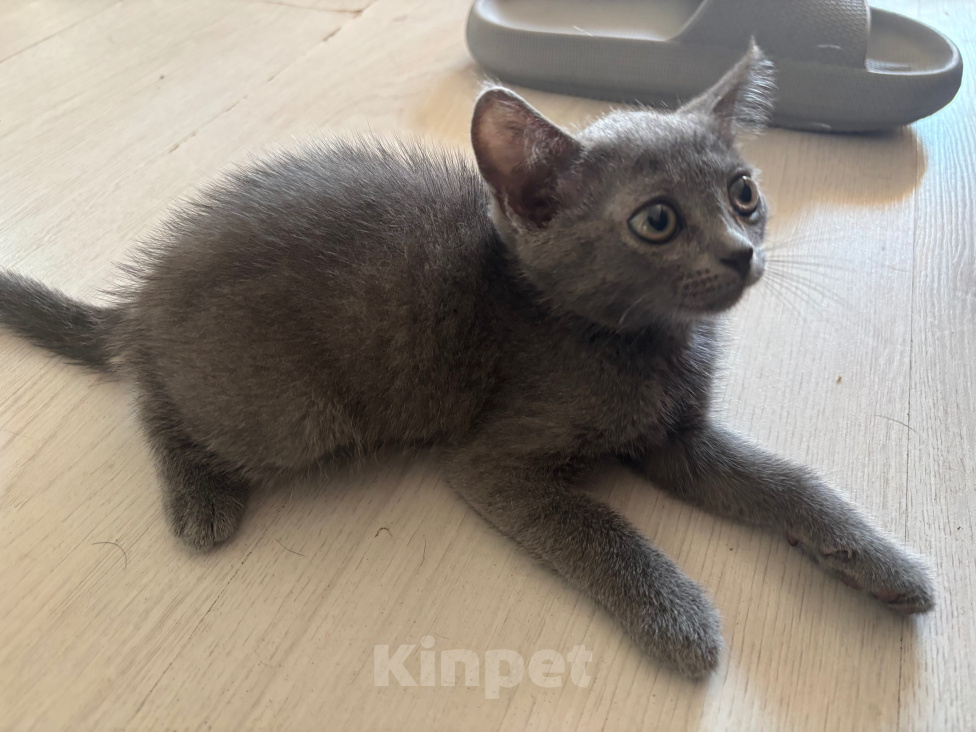 Кошки в Тюмени: Отдам котенка в добрые руки Мальчик, Бесплатно - фото 2