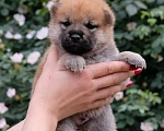 Собаки в Волгодонске: Продажа малыша сиба ину  Девочка, 70 000 руб. - фото 3