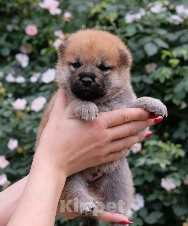 Собаки в Волгодонске: Продажа малыша сиба ину  Девочка, 70 000 руб. - фото 3