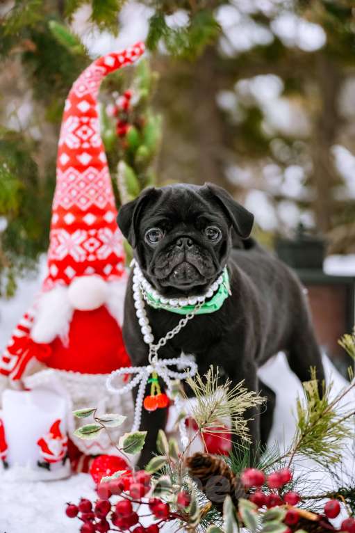 Собаки в Новосибирске: Мопс Софа Мармеладова Девочка, 60 000 руб. - фото 8