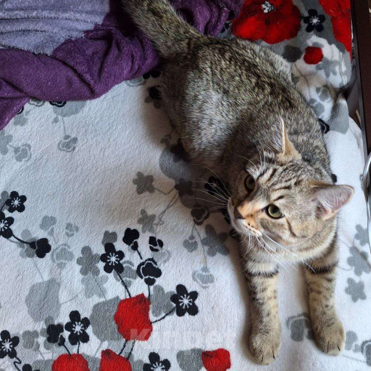 Кошки в Липецке: Плюшевый - Кузя)) Мальчик, Бесплатно - фото 3
