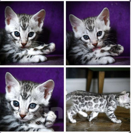 Кошки в Москве: Бенгальские котята Мальчик, Бесплатно - фото 8