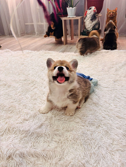 Мальчики коржики