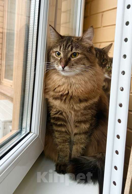 Кошки в Москве: Пушистая кошечка Маковка в добрые руки Девочка, Бесплатно - фото 4