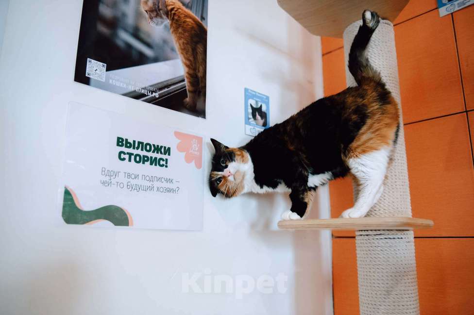 Кошки в других городах Московской области: Подарите Джули счастье Девочка, Бесплатно - фото 5