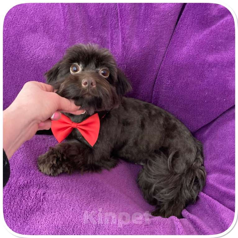 Собаки в Москве: Йорк девочка крупная и взрослая горький шоколад Девочка, 45 000 руб. - фото 6