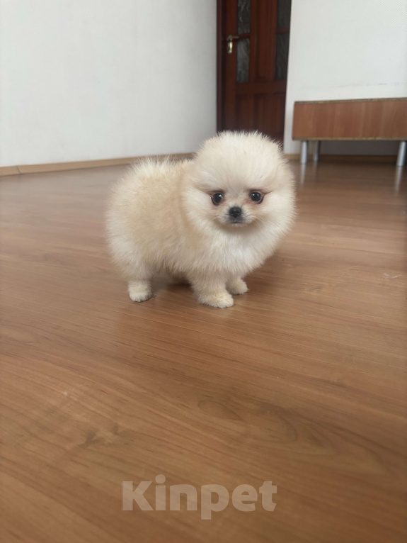 Собаки в Москве: Миниатюрная девочка померанского шпица, Эльза  Девочка, 55 000 руб. - фото 5