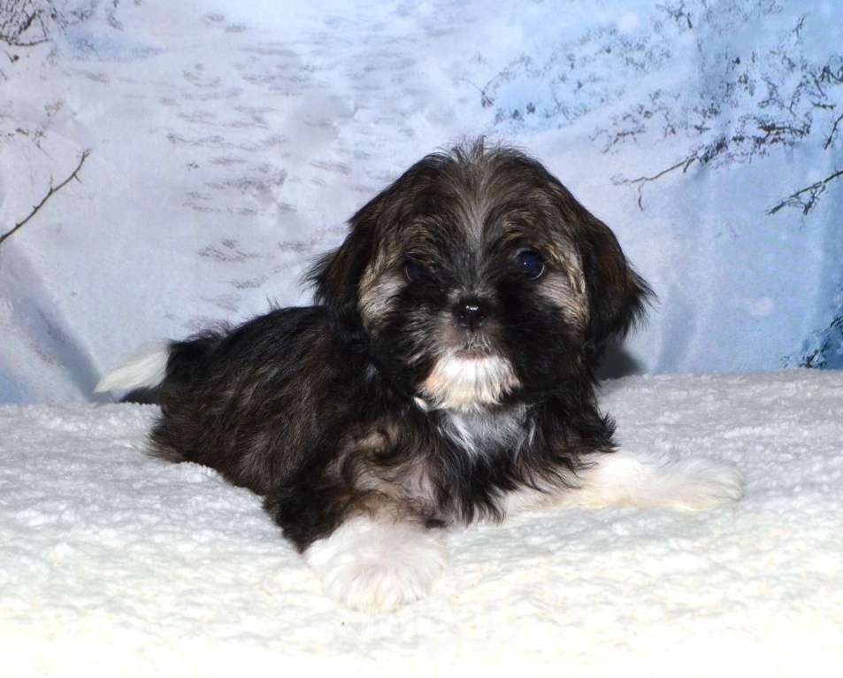 Собаки в Глазове: Кукла ши Девочка, 25 000 руб. - фото 3