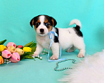 Собаки в Красноярске: Щенки Джек Рассел терьер мальчики и девочки Мальчик, 35 000 руб. - фото 1