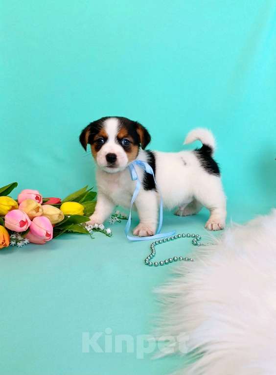 Собаки в Красноярске: Щенки Джек Рассел терьер мальчики и девочки Мальчик, 35 000 руб. - фото 1