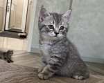 Кошки в Долгопрудном: Продается шотландская кошка  Мальчик, 3 000 руб. - фото 2