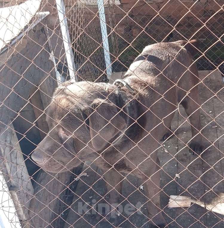 Собаки в других городах Оренбургской области: Отдам недорого Мальчик, 15 000 руб. - фото 1