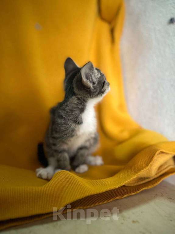 Кошки в Москве: котенок-энерджайзер Елизавета ищет дом Девочка, 10 руб. - фото 4