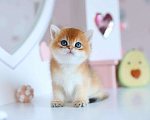 Кошки в Владивостоке: Золотой британский котик. Мальчик Мальчик, 70 000 руб. - фото 2