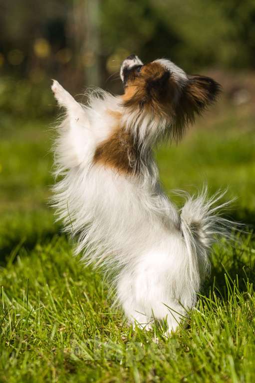 Собаки в Москве: Континентальный той-спаниель папильон, щенок Мальчик, 65 000 руб. - фото 6