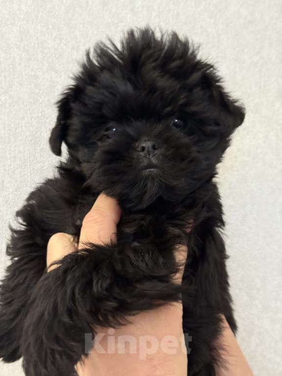 Собаки в Москве: АФФЕНПИНЧЕР Щенки  Мальчик, Бесплатно - фото 8