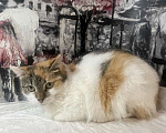 Кошки в Москве: Трехцветный котенок Бетти в добрые руки Девочка, 1 руб. - фото 1