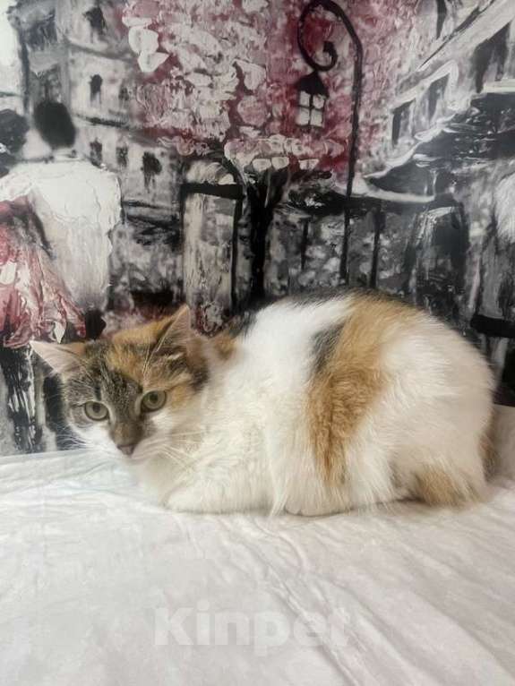 Кошки в Москве: Трехцветный котенок Бетти в добрые руки Девочка, 1 руб. - фото 1