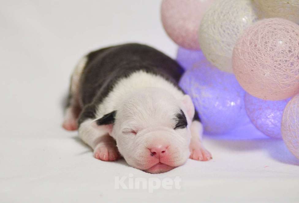 Собаки в Москве: Крепкий парень амстафф Мальчик, 60 000 руб. - фото 1