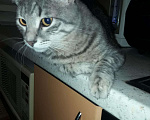 Кошки в Рыбном: Мурзик, Бесплатно - фото 1