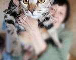 Кошки в Москве: Метис бенгальской породы — мраморный котенок Ириска в дар Девочка, Бесплатно - фото 2