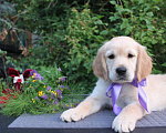 Собаки в Домодедово: Две девочки золотистого ретривера рыжего окраса.  Девочка, 100 руб. - фото 7