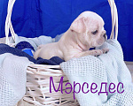 Собаки в Богородске: Французский бульдог девочка Девочка, 100 000 руб. - фото 1